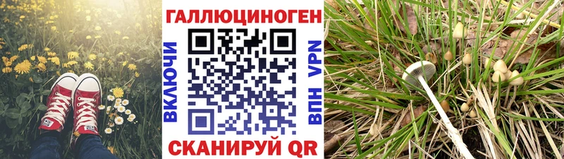 Псилоцибиновые грибы Psilocybe Бор